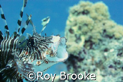 Lionfish with broken "ear"- one of those strange moments ... by Roy Brooke 